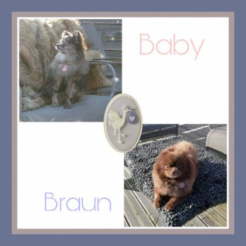 Portée Baby ❤ Braun 2019